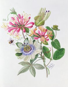 Madressilva e flor de maracujá (wc no papel)